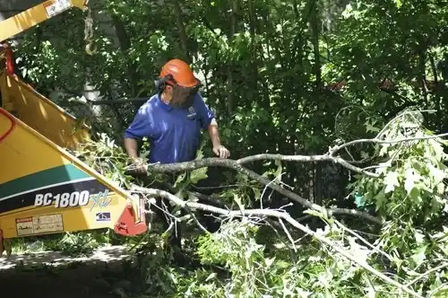 tree services Wayland